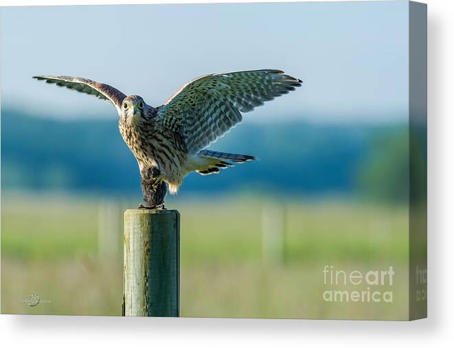 Kestrel's Capture Canvas Print featuring the photograph Kestrel's Capture by Torbjorn Swenelius