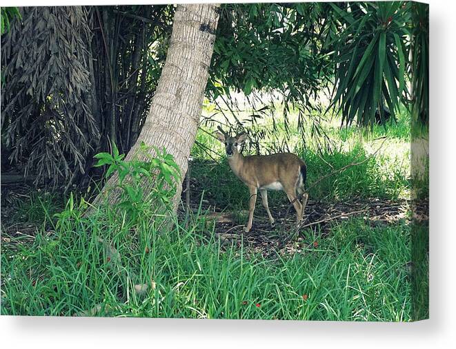 Key West Canvas Print featuring the photograph Key Deer by Laurie Perry