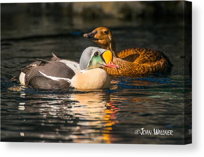 Alaska Canvas Print featuring the photograph King Eider with his gal by Joan Wallner