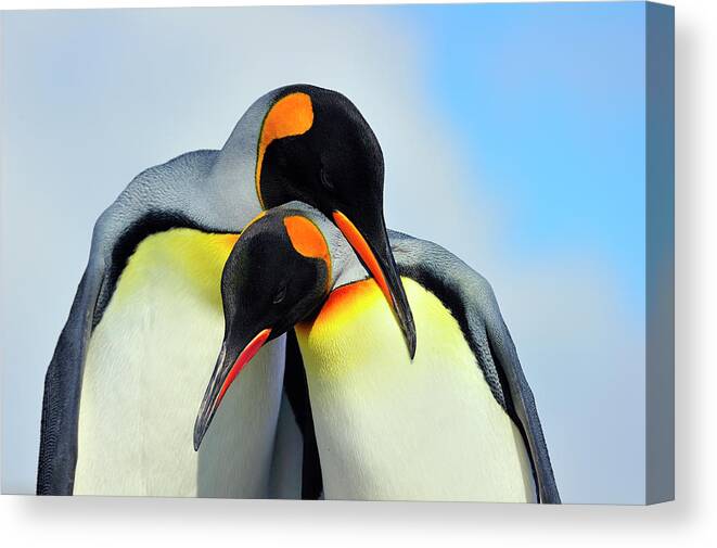 King Penguin Canvas Print featuring the photograph King Penguin by Tony Beck
