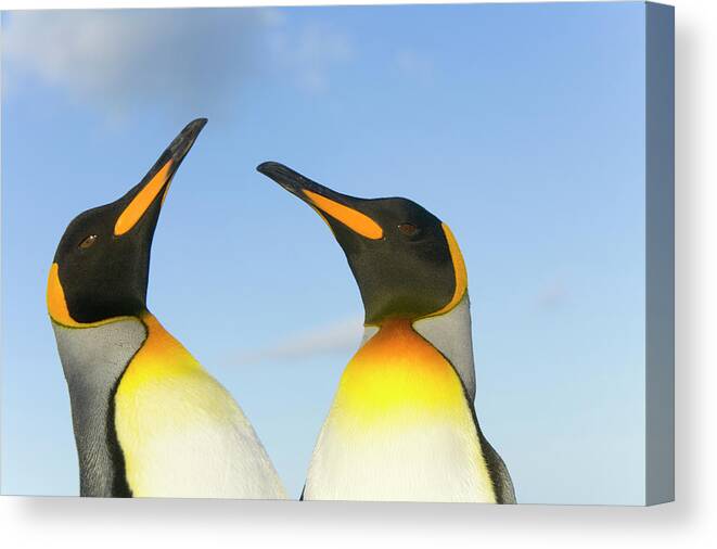 00345350 Canvas Print featuring the photograph King Penguins Interacting by Yva Momatiuk John Eastcott