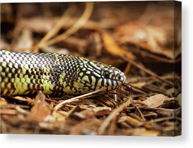 Nature Canvas Print featuring the photograph King Snake 2 by Arthur Dodd