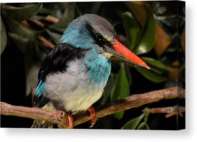 Kingfisher Canvas Print featuring the photograph Kingfisher by Mariel Mcmeeking