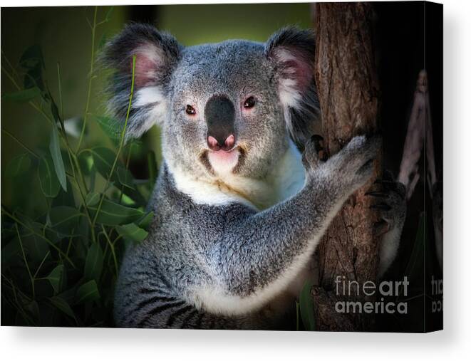 Koala Bear Canvas Print featuring the photograph Koala by Doug Sturgess