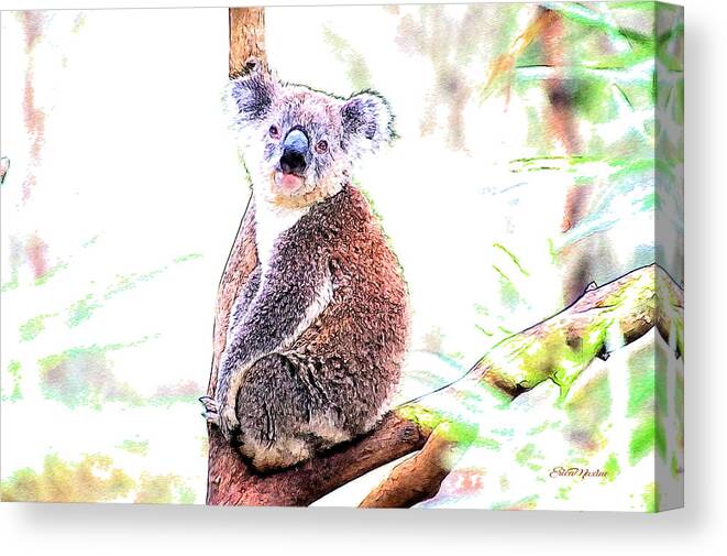 Koala Bear Canvas Print featuring the photograph Koala Stare by Ericamaxine Price