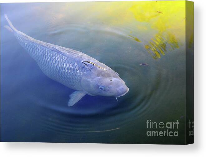  Canvas Print featuring the photograph Koi 1 by Erica Freeman