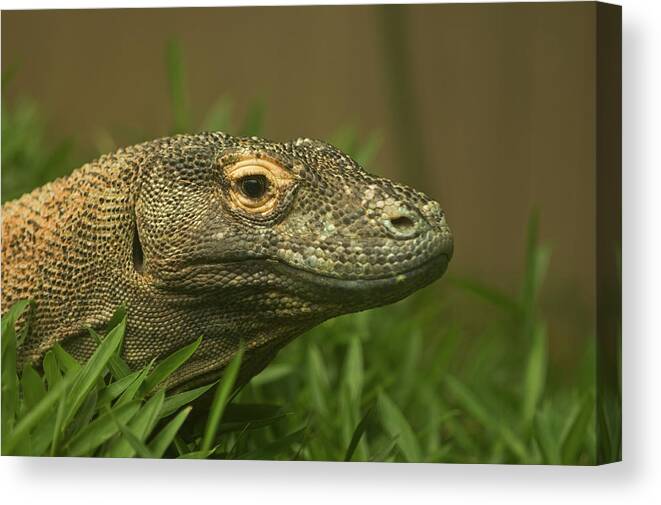 Tern Canvas Print featuring the photograph Komodo Dragon by Paul Mangold