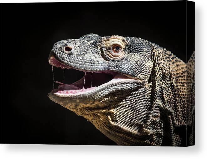 Zoo Canvas Print featuring the photograph Komodo Dragon Profile by Bill Cubitt