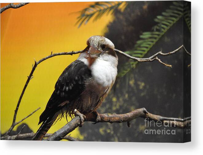 Kookaburra Canvas Print featuring the photograph Kookaburra by John Black