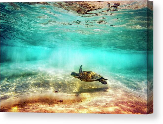 Turtle Canvas Print featuring the photograph Kua Bay Honu by Christopher Johnson