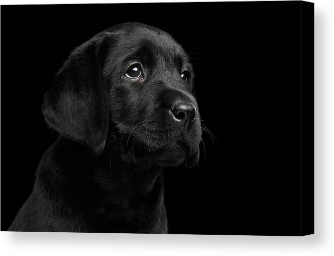 Puppy Canvas Print featuring the photograph Labrador Retriever puppy isolated on black background by Sergey Taran