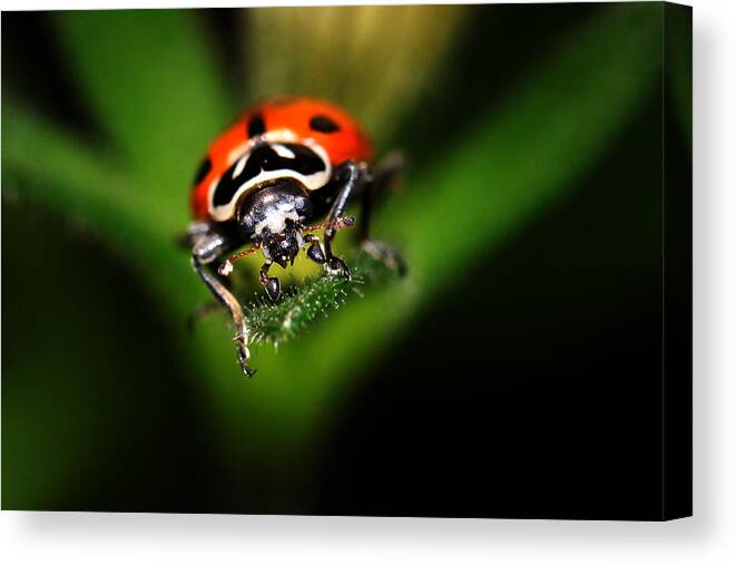 Lady Bug Canvas Print featuring the photograph Lady Bug 2 by Darcy Dietrich