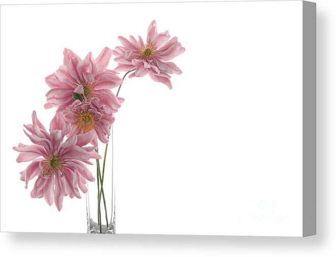 Anemone Canvas Print featuring the photograph Lady Gilmour Double Japanese Anemones by Ann Garrett