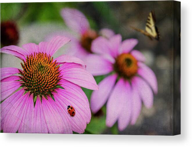 Flower Canvas Print featuring the photograph Lady Of The Cone Flowers by Cathy Kovarik