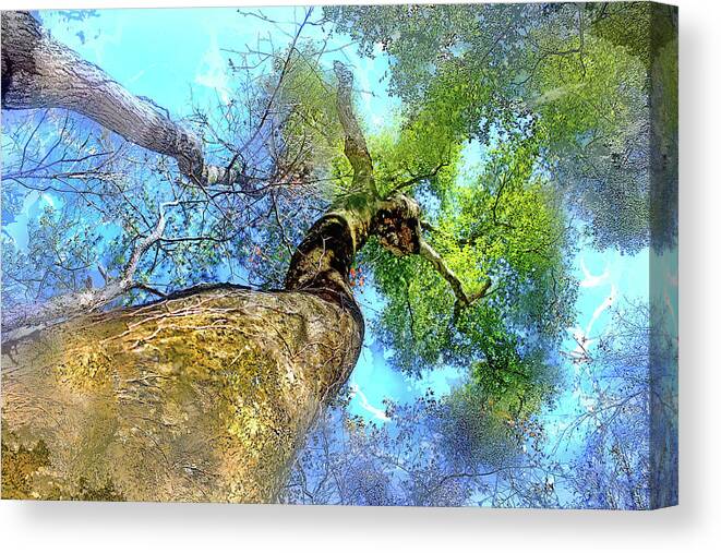 Paynes Prairie Canvas Print featuring the photograph Lady Of The Woods by HH Photography of Florida