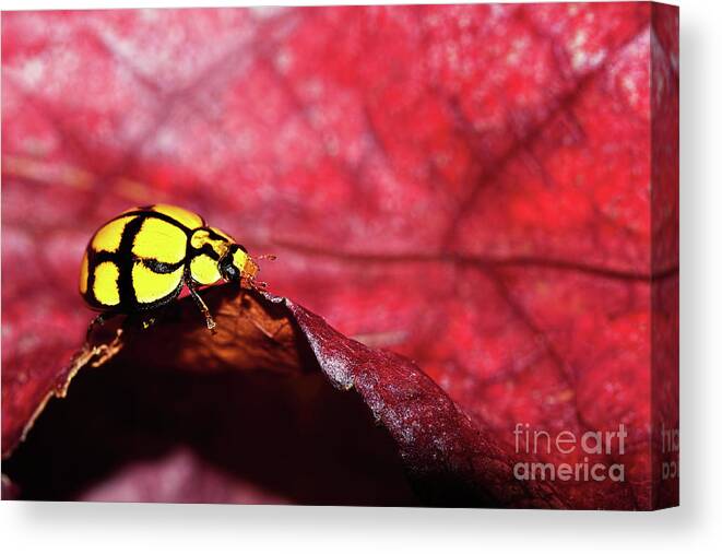 Photography Canvas Print featuring the photograph Ladybird on the Edge by Kaye Menner by Kaye Menner