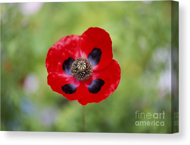 Poppy Canvas Print featuring the photograph Ladybird Poppy by Tim Gainey