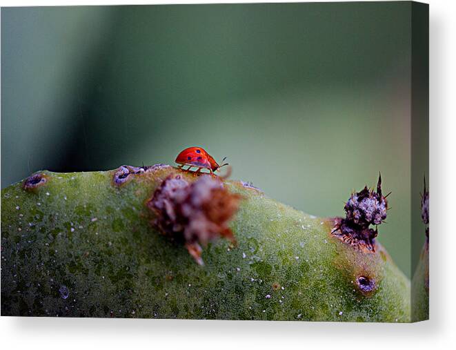 James Smullins Canvas Print featuring the photograph Ladybug on Prickly pear cactus by James Smullins