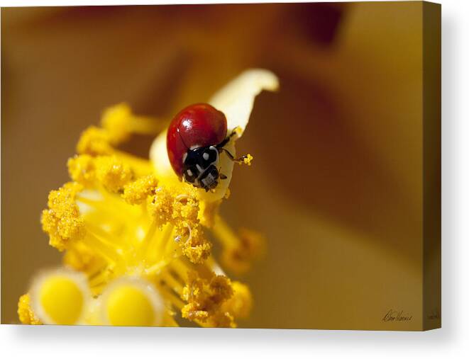 Ladybug Canvas Print featuring the photograph Ladybug Picking Flowers by Diana Haronis