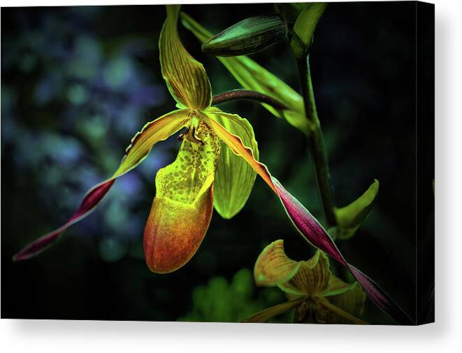 Longwood Gardens Canvas Print featuring the photograph Lady's Slipper by Richard Goldman