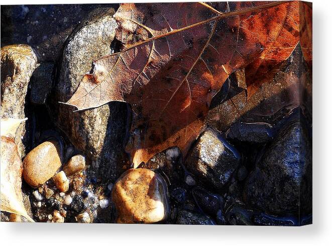 Leaves Canvas Print featuring the photograph Laeves In Fall by Wolfgang Schweizer