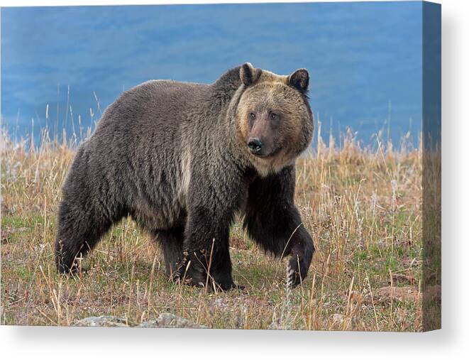 Mark Miller Photos Canvas Print featuring the photograph Lakeside Grizzly by Mark Miller