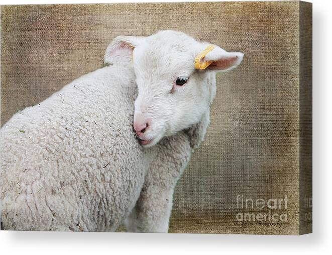 Lamb Canvas Print featuring the photograph Lamb Lament 2 by Nina Silver