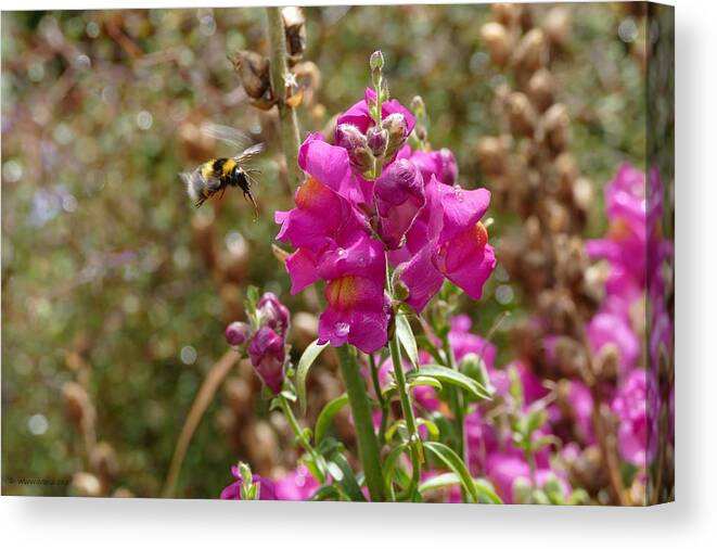 Dragon Skull Canvas Print featuring the photograph Landing Bumblebee by Ivana Westin