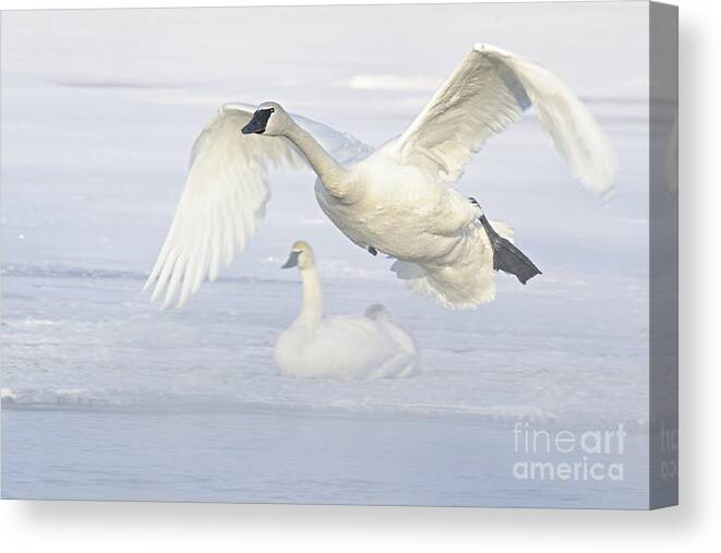Photography Canvas Print featuring the photograph Landing in the Cold by Larry Ricker