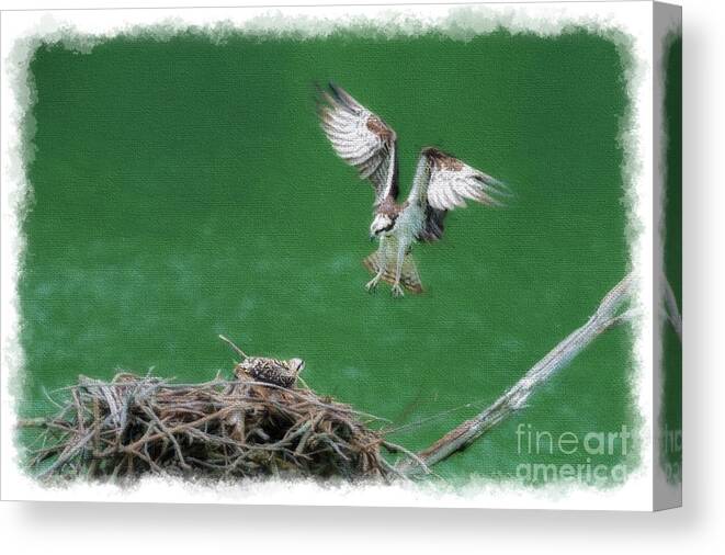 Osprey Canvas Print featuring the photograph Landing on the Osprey nest by Dan Friend