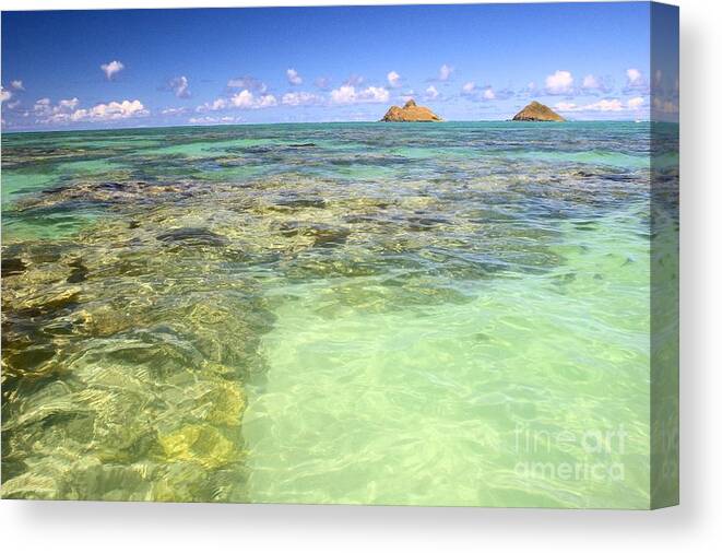 Beach Canvas Print featuring the photograph Lanikai Coral Head by Tomas del Amo - Printscapes