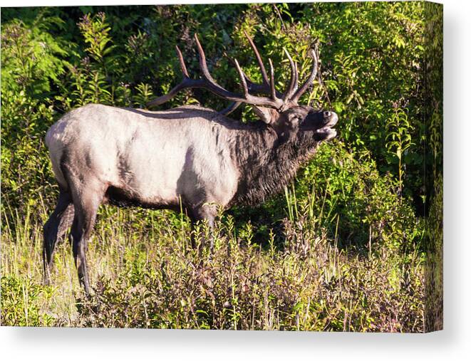 Bull Canvas Print featuring the photograph Large Bull Elk Bugling by D K Wall