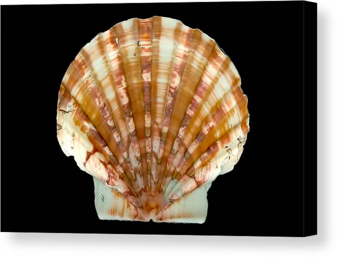 Scallop Canvas Print featuring the digital art Large Scallop by Cathy Anderson