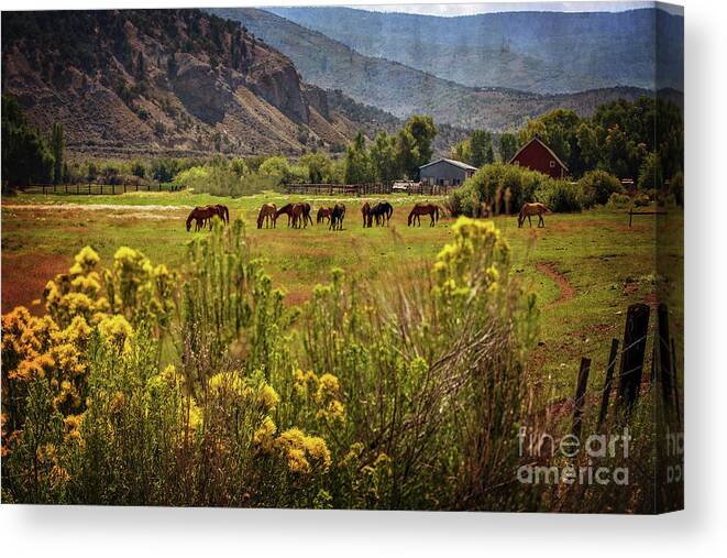 Horses Canvas Print featuring the photograph Last Summer Grass by Franz Zarda