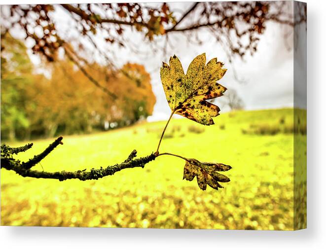 Leaf Canvas Print featuring the photograph Last to Fall by Nick Bywater