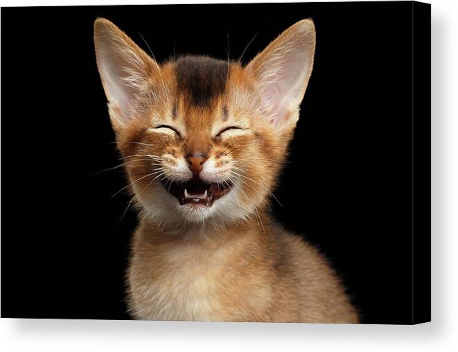 Kitten Canvas Print featuring the photograph Laughing Kitten by Sergey Taran