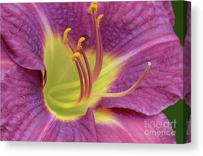 Daylily Canvas Print featuring the photograph Lavender Daylily by Regina Geoghan