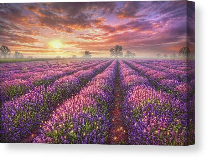 Lavender Canvas Print featuring the painting Lavender Field by Phil Jaeger