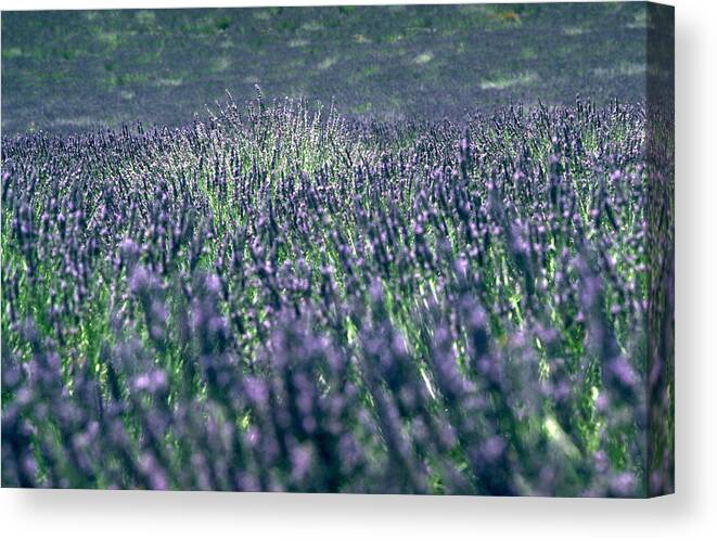 Lavender Canvas Print featuring the photograph Lavender by Flavia Westerwelle