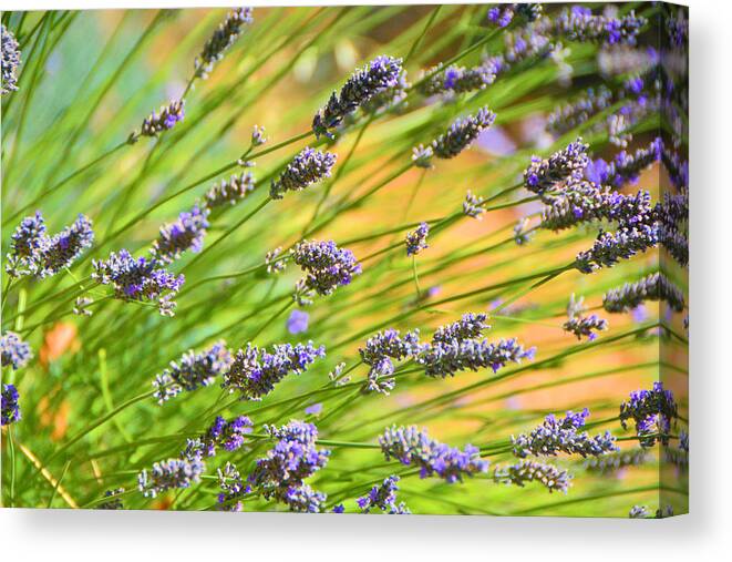 Lavender Canvas Print featuring the photograph Lavender by Josephine Buschman