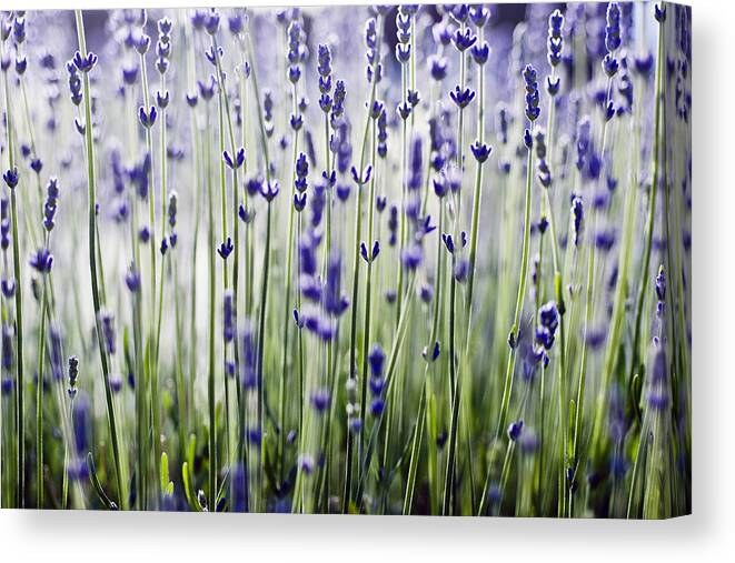 Abstract Canvas Print featuring the photograph Lavender Patterns by Ray Laskowitz - Printscapes
