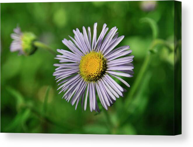 Flowers Canvas Print featuring the photograph Lavender Serenity by Ron Cline