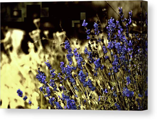 Purple Canvas Print featuring the photograph Lavender Yellow by April Burton