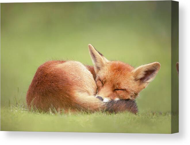 Fox Canvas Print featuring the photograph Lazy Fox series- Lazy Fox is Lazy by Roeselien Raimond