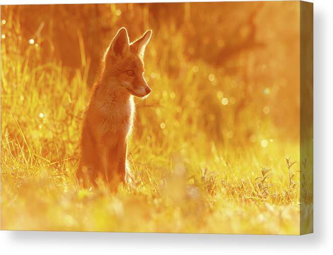 Fox Canvas Print featuring the photograph Le P'tit R'nard II by Roeselien Raimond