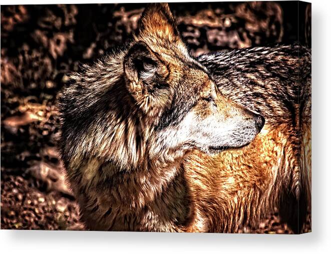 Wolf Canvas Print featuring the photograph Leader of the Pack by Mike Stephens