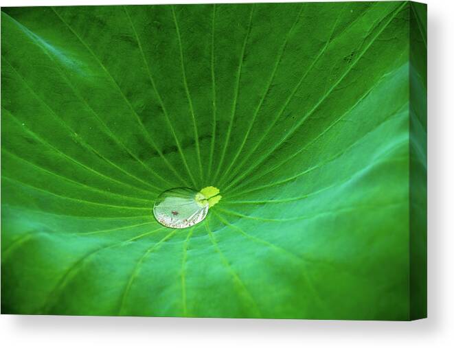 Bloom Canvas Print featuring the photograph Leaf Cupping a Giant Water Drop by Dennis Dame