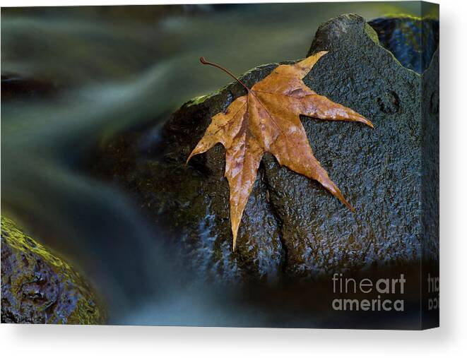 Fall Foliage Canvas Print featuring the photograph Leaf on a rock by Bryan Keil