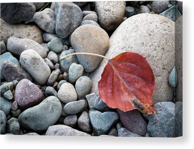 Still Life Canvas Print featuring the photograph Leaf on River Rocks by Mary Lee Dereske