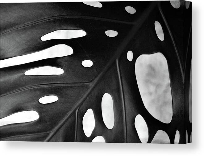 Leaf Canvas Print featuring the photograph Leaf with Holes by Lynn Hansen